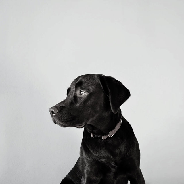 Resting Puppies - Music