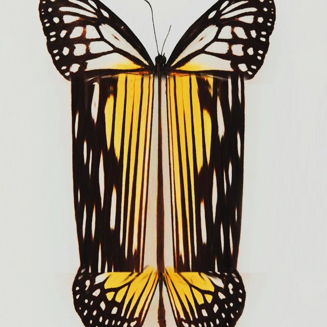 Butterfly (feat. Benji. & My Favorite Color)