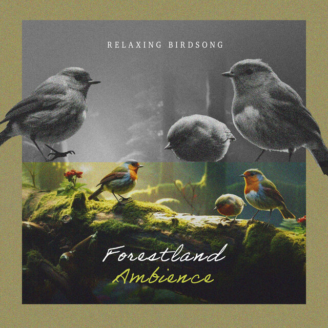 Forestland Ambience