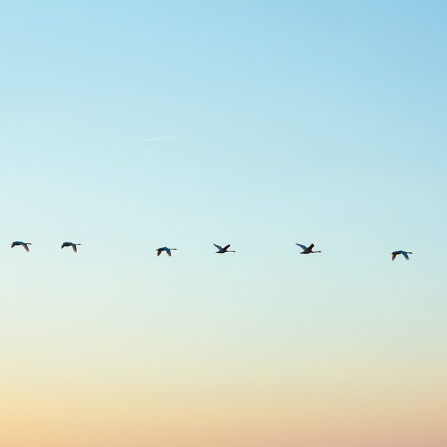 Take Flight