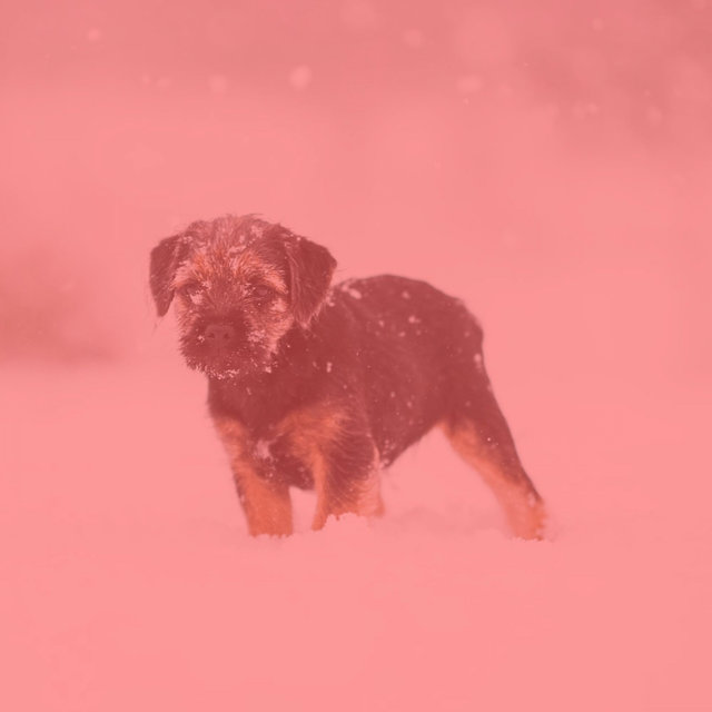 Background Music for Calm Dogs
