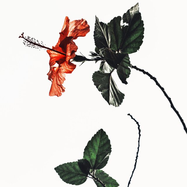 Late Bloomer 2