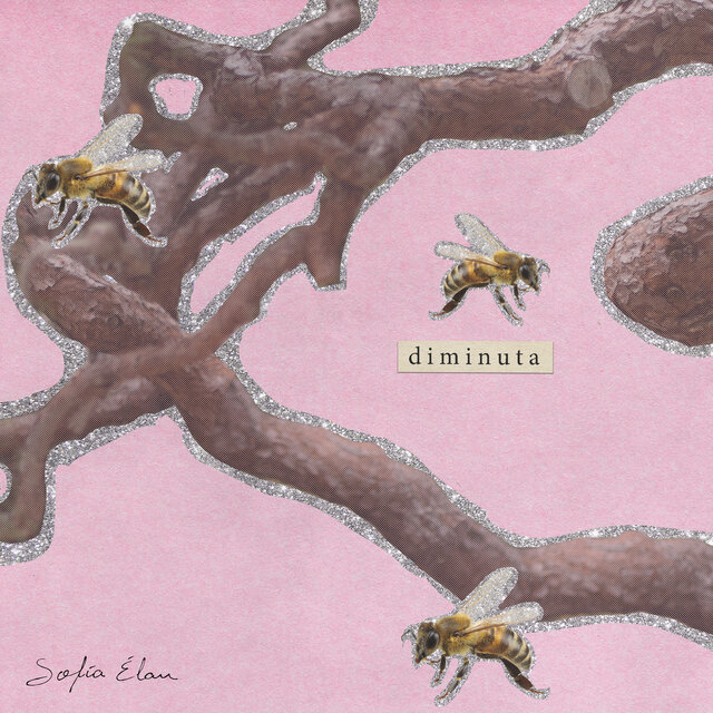 Diminuta