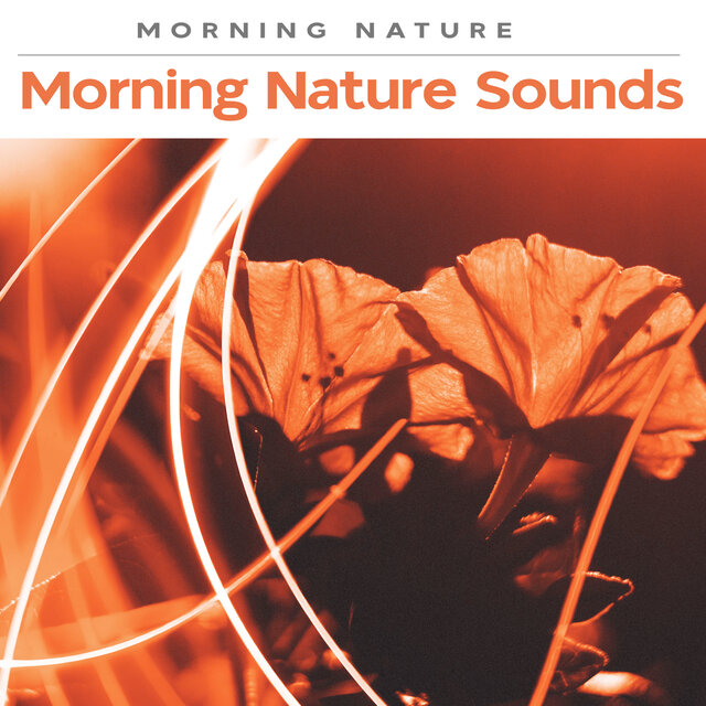Morning Nature Sounds
