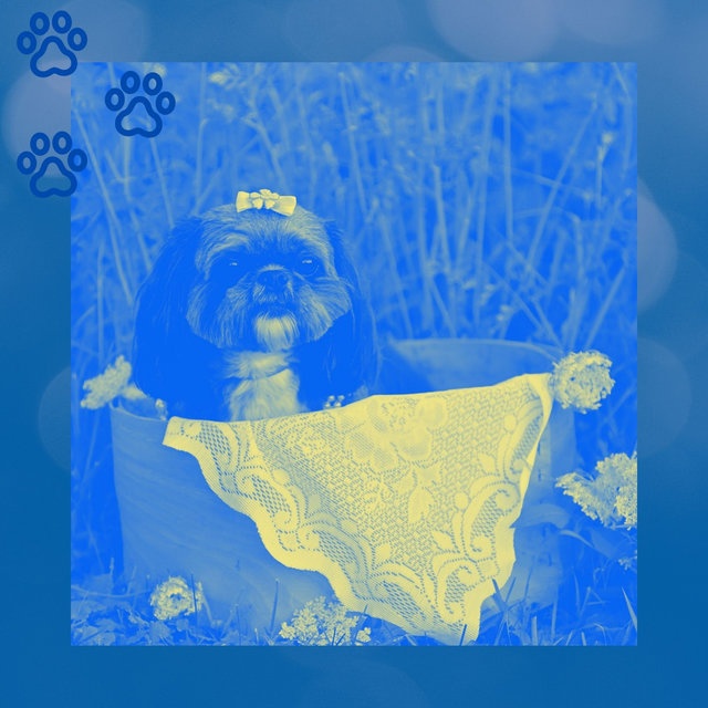 Debonair Harp Music - Bgm for Dog Training