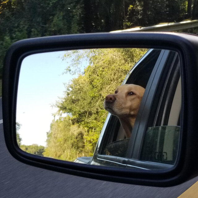 Four Legged Angel