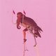 Cover art for album Woolly Mannerisms by Honeyhander