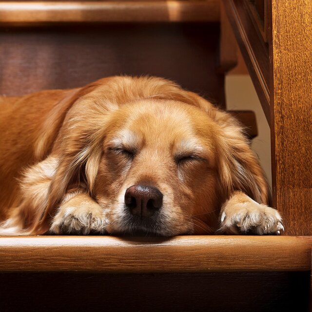 Sonidos Lofi Tranquilos Para Siestas Pacíficas De Mascotas