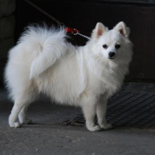 Perro gato