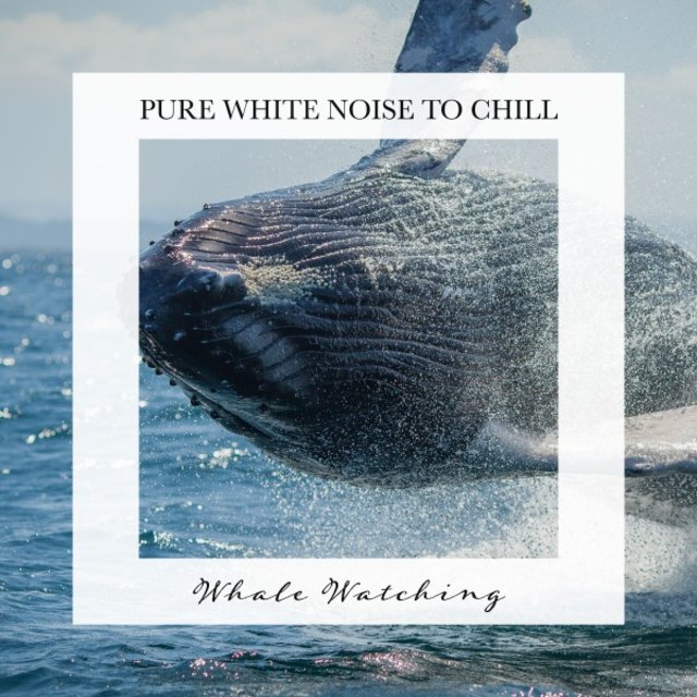 Whale Watching: Pure White Noise to Chill