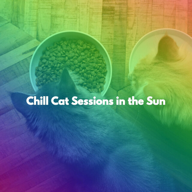 Chill Cat Sessions in the Sun