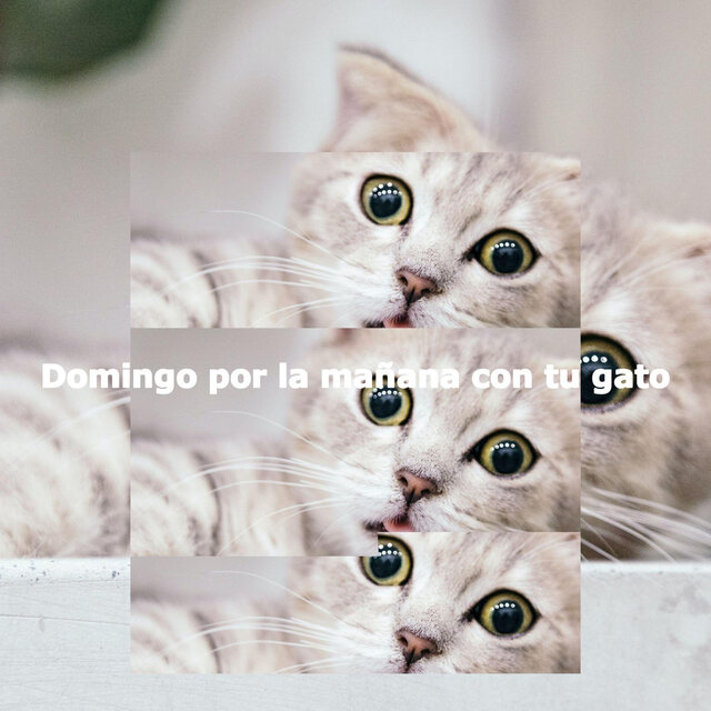 Domingo por la mañana con tu gato