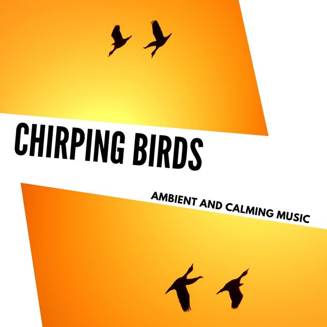 Chirping Birds - Ambient And Calming Music