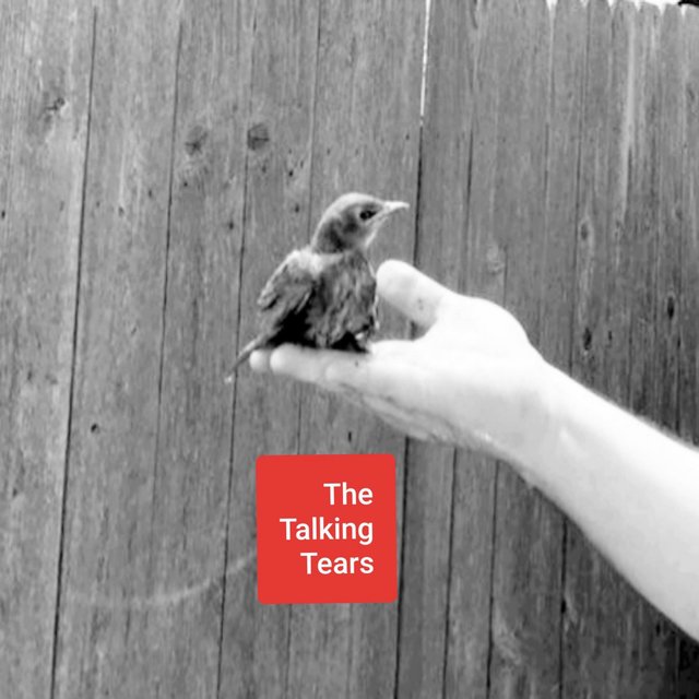 The Talking Tears