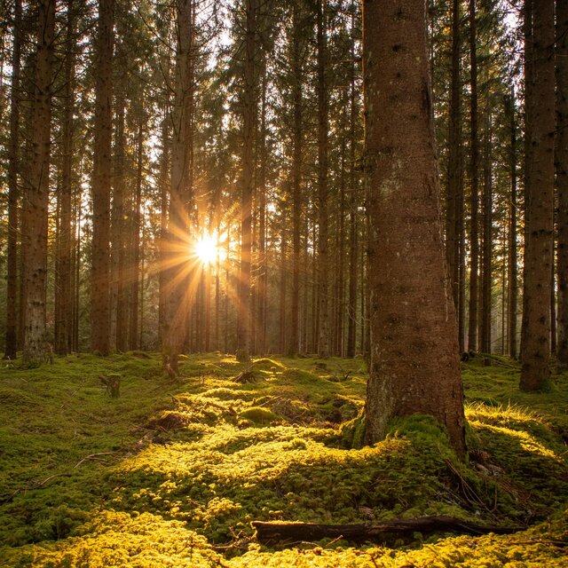 The Woods