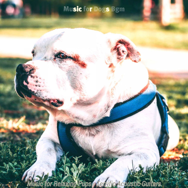 Music for Relaxing Pups - Terrific Acoustic Guitars