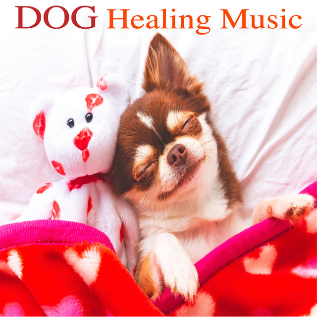 #Dog Healing Music (Pet Care Music Therapy)