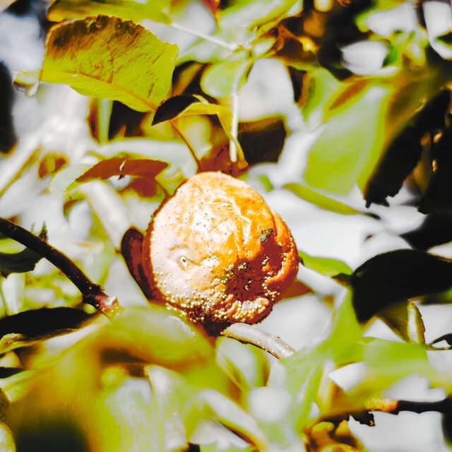 Rotten Tangerines