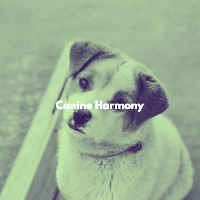 Canine Harmony
