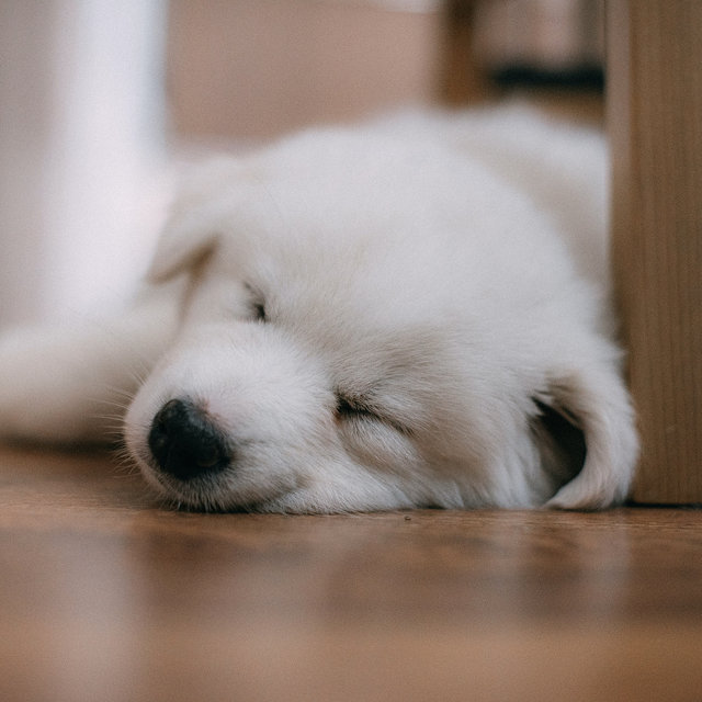 Sleepy Dog