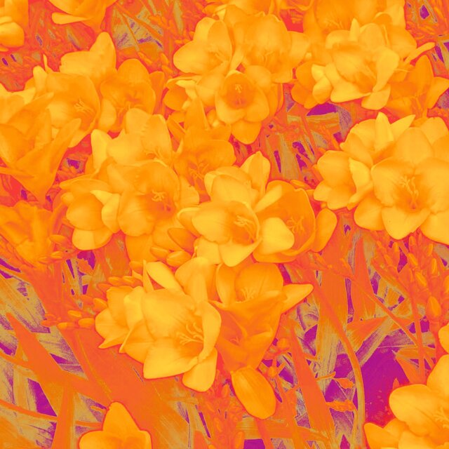 Freesia