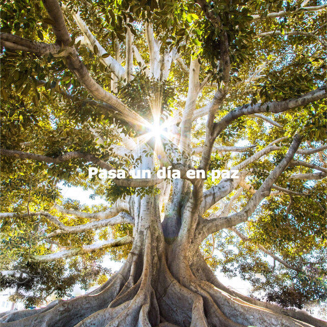 Pasa un día en paz
