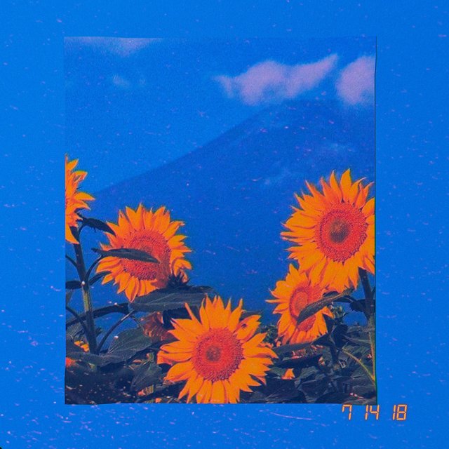Sunflower Bliss