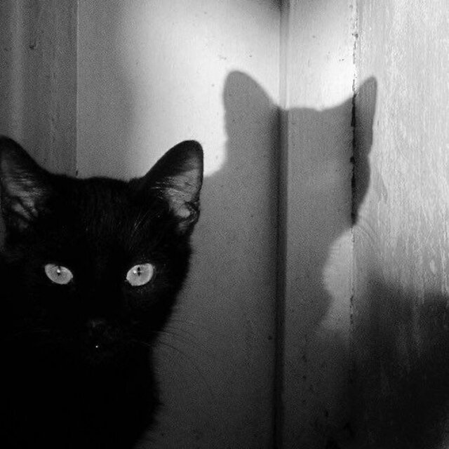 Go Kitty Go