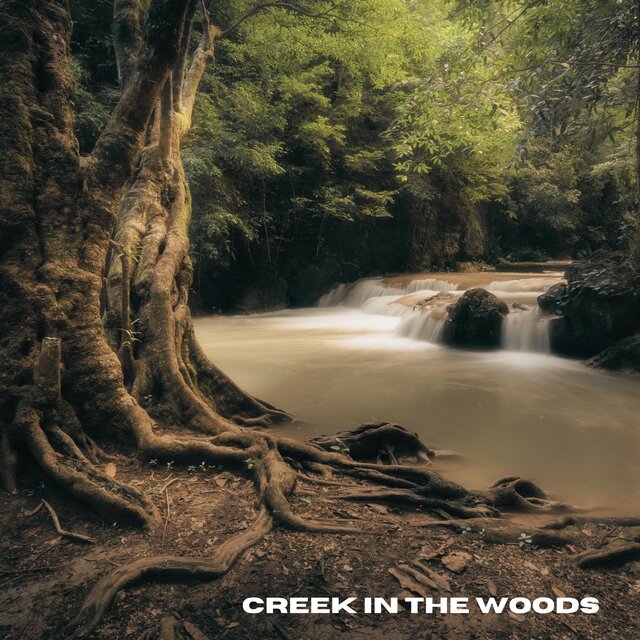 Creek In The Woods