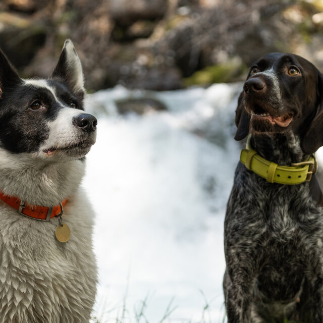 Puppy Falls: Waterfall Music for Dogs
