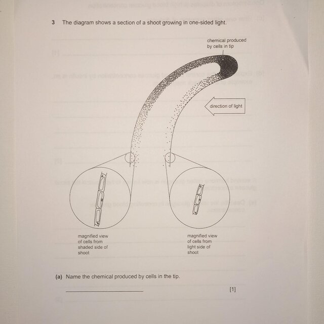 Senile Penile
