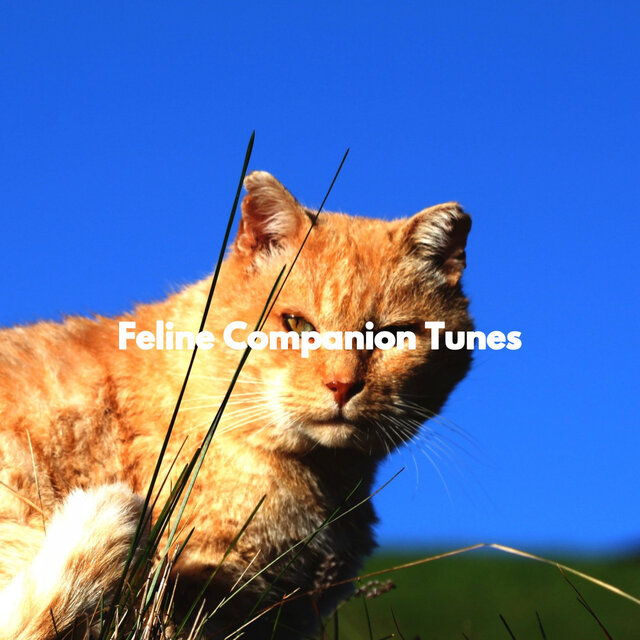 Feline Companion Tunes