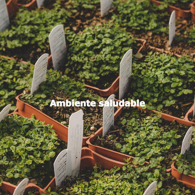 Ambiente saludable
