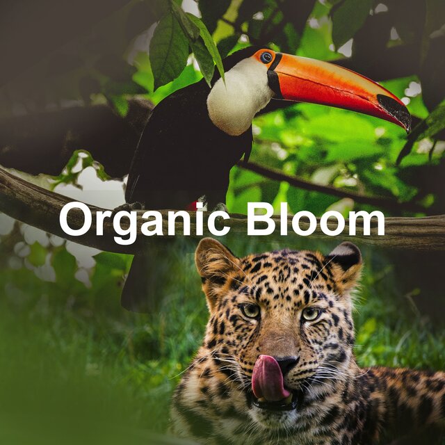 Organic Bloom