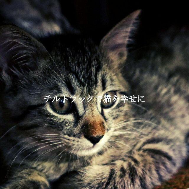 チルトラックで猫を幸せに