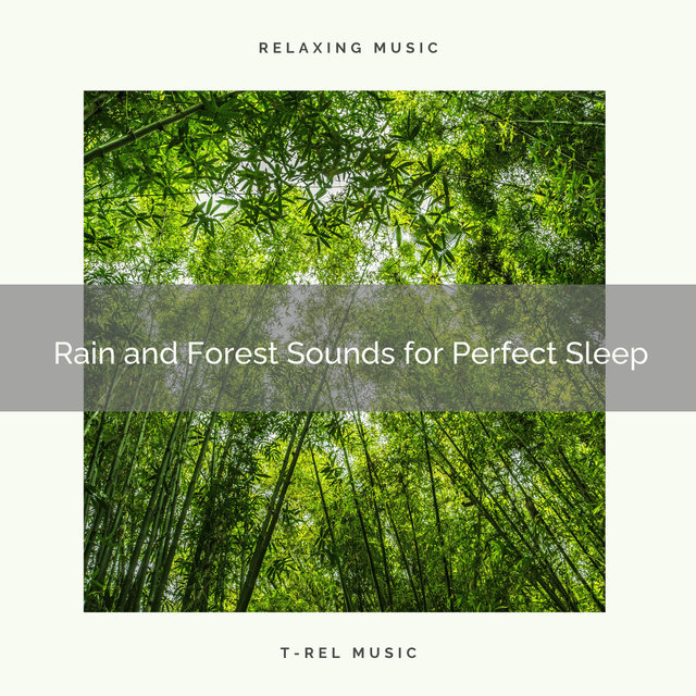 Rain and Forest Sounds for Perfect Sleep