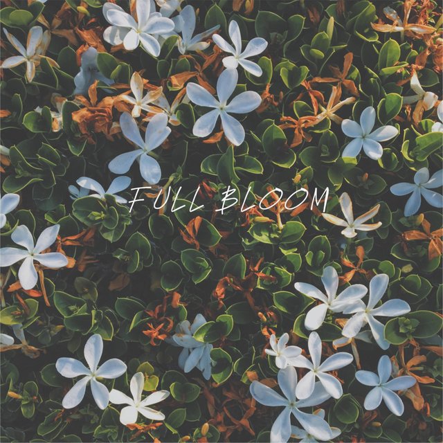 Full Bloom
