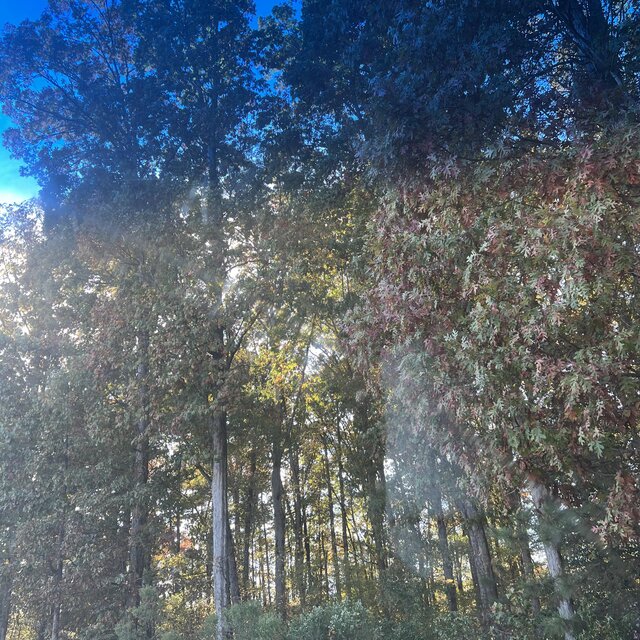 Trippin 2.0