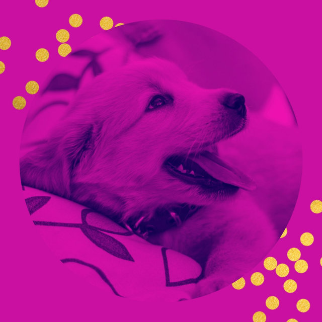 Acoustic Guitar Solo (Music for Doggy Naptime)