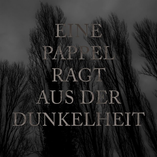 Eine Pappel ragt aus der Dunkelheit