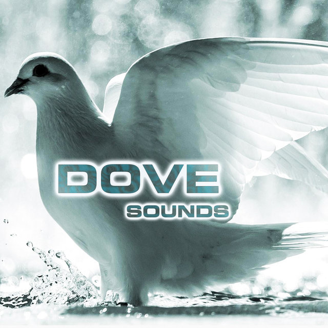 Dove Sounds (feat. National Geographic Nature Sounds, National Geographic Soundscapes, Nature Sounds New Age, Relaxing Nature Sound & White Noise Sounds For Sleep)