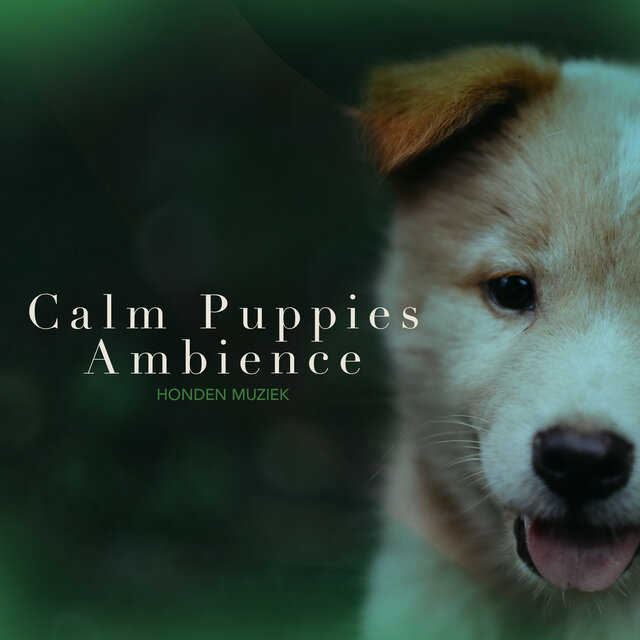 Calm Puppies Ambience