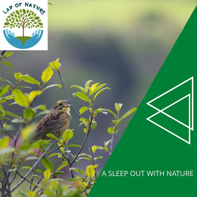 A Sleep Out With Nature