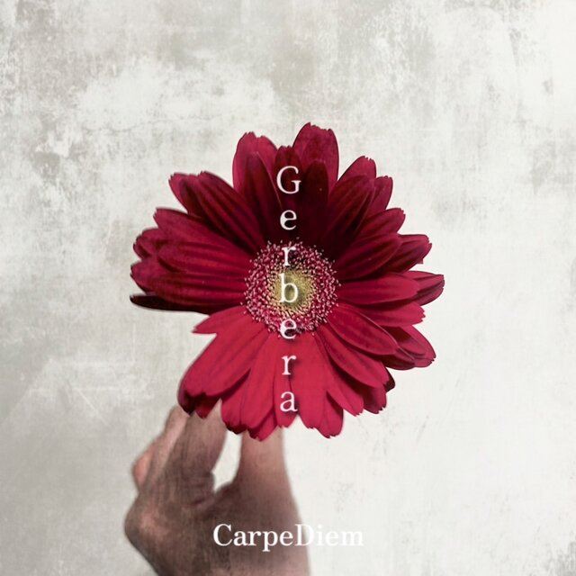 Gerbera