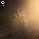 Melancholic Rainforest Ballad