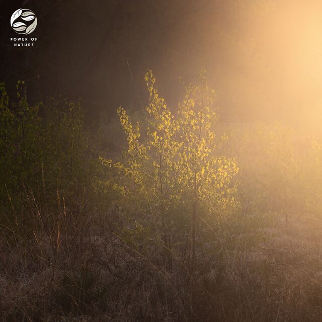 Sunrise Sonata on Misty Peaks