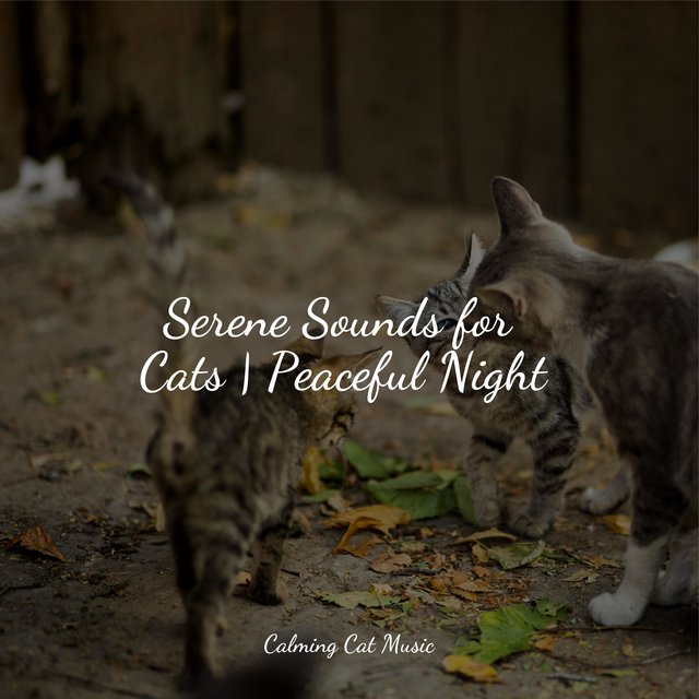 Serene Sounds for Cats | Peaceful Night