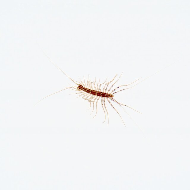 Scutigera