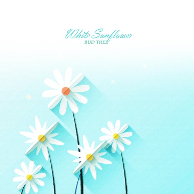 White Sunflower