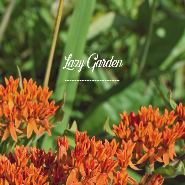 Butterfly Weed